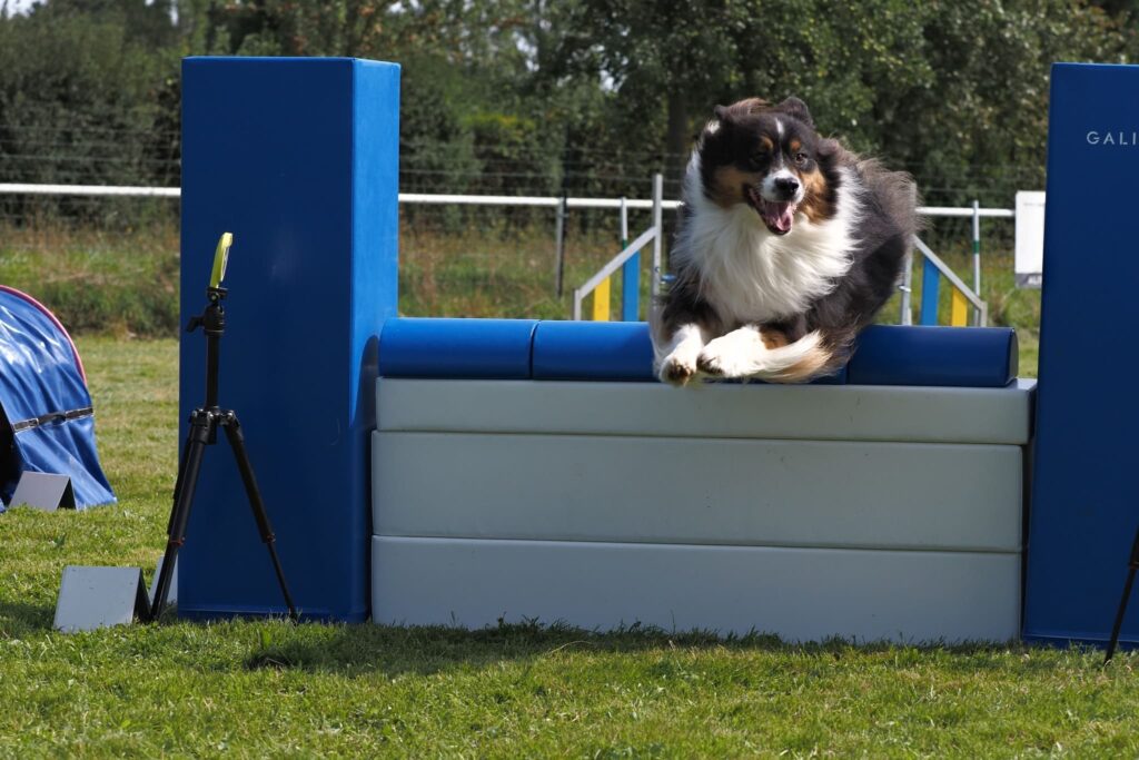 Grand prix de France Agility Secse-Agility-GPF-Nash2